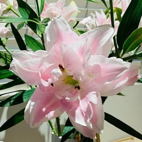 Lily Bulbs Beautiful Now Mixed Garden Crop for Planting Now UK Strong Plants That Grow Well Mix Golden Jade Carving Feels -9 Bulbs-f