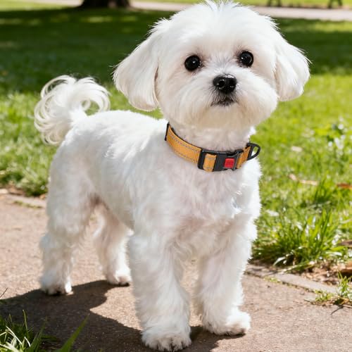 Taglory Hundehalsband, Weich Gepolstertes Neopren Nylon Hunde Halsband für Kleine Hunde, Verstellbare und Reflektierend für das Training, Braun