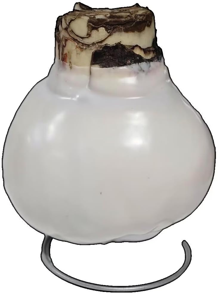 White Wax Picasso Amaryllis Bulb 32/34cm