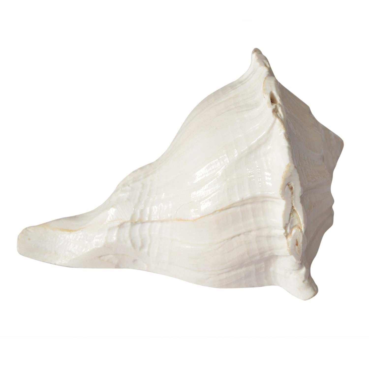 Dakshinavarti Shankh Original Valampuri Sangu Dakshin Mukhi Shankh for Pooja Pure White Colour Non Blowing Only for Pooja Conch Shell 5 Inch