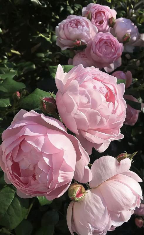 Imported Rare Big Size Variety Mix Peonies, Peony Flower bulb Easy Growing For all Season Gardening In Home And Garden Pack Of 1 Flower bulb-image-26