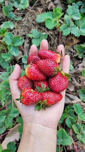 Image of Himalayan Haat Chunky Strawberry Preserve - Low Sugar Jam | 70% Real Strawberries, Made with Khand | No Preservatives or Artificial Ingredients | 340g