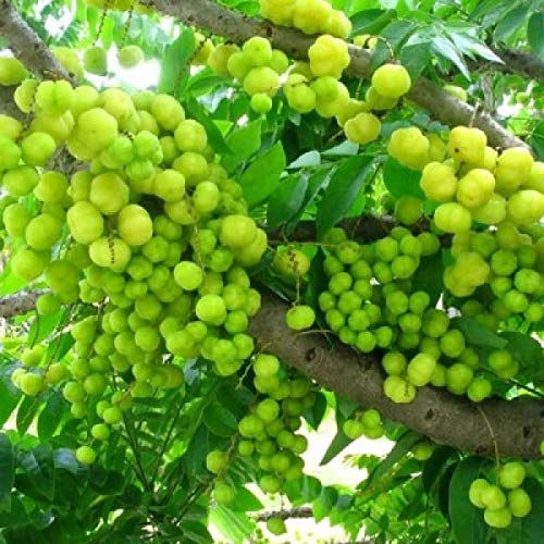 Mphmi Plants Amla small size fruit Rai amla Plant Indian Goosberry Phyllanthus acidus (B09K5T6YYK) Amazon Price History, Amazon Price Tracker