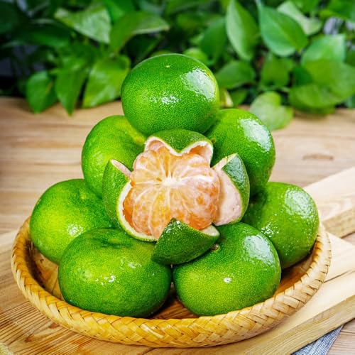 Semi di arancio resistente,albero per giardino frutto colonnare resistente da frutto,decorative semi di,da esterno 100pcs