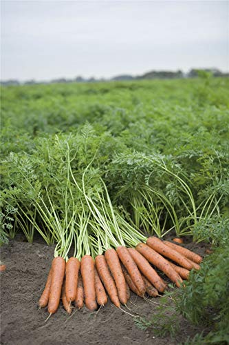 JustSeed - Vegetable - Organic - Carrot - Napoli F1-50 Seed - Economy Pack
