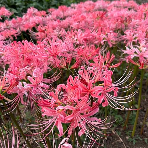 6 piezas bulbos lycoris radiata, perennes resistentes, en primavera de lirio araña