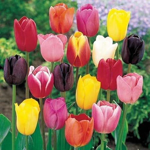 Mixed Color Tulip Bulbs for Planting - Easy to Grow Perennial Tulips, Top Size Bulbs (5 Bulbs)