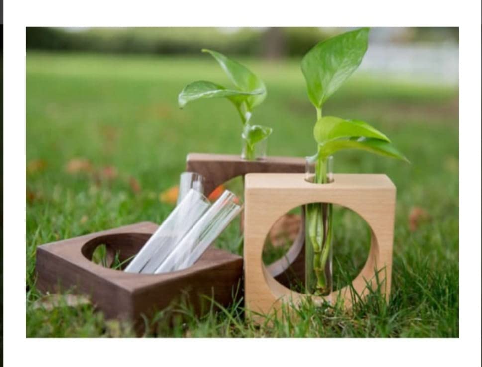 Firebees Glass Plant Propagation Planter, Test Tube with Wooden Planter Stand Without Money Plant Showpiece Plant Container Set,Pots & Plants (B0BG3DKJ6M) Amazon Price History, Amazon Price Tracker