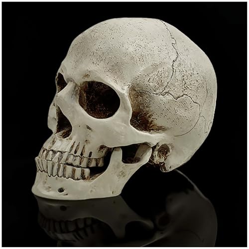 PlentifulHome Realistic Resin Human Skull Decor – Life-Size Halloween Skeleton Head with Removable Jaw, Macabre Fake Skull Prop for Home, Office, or Haunted Display