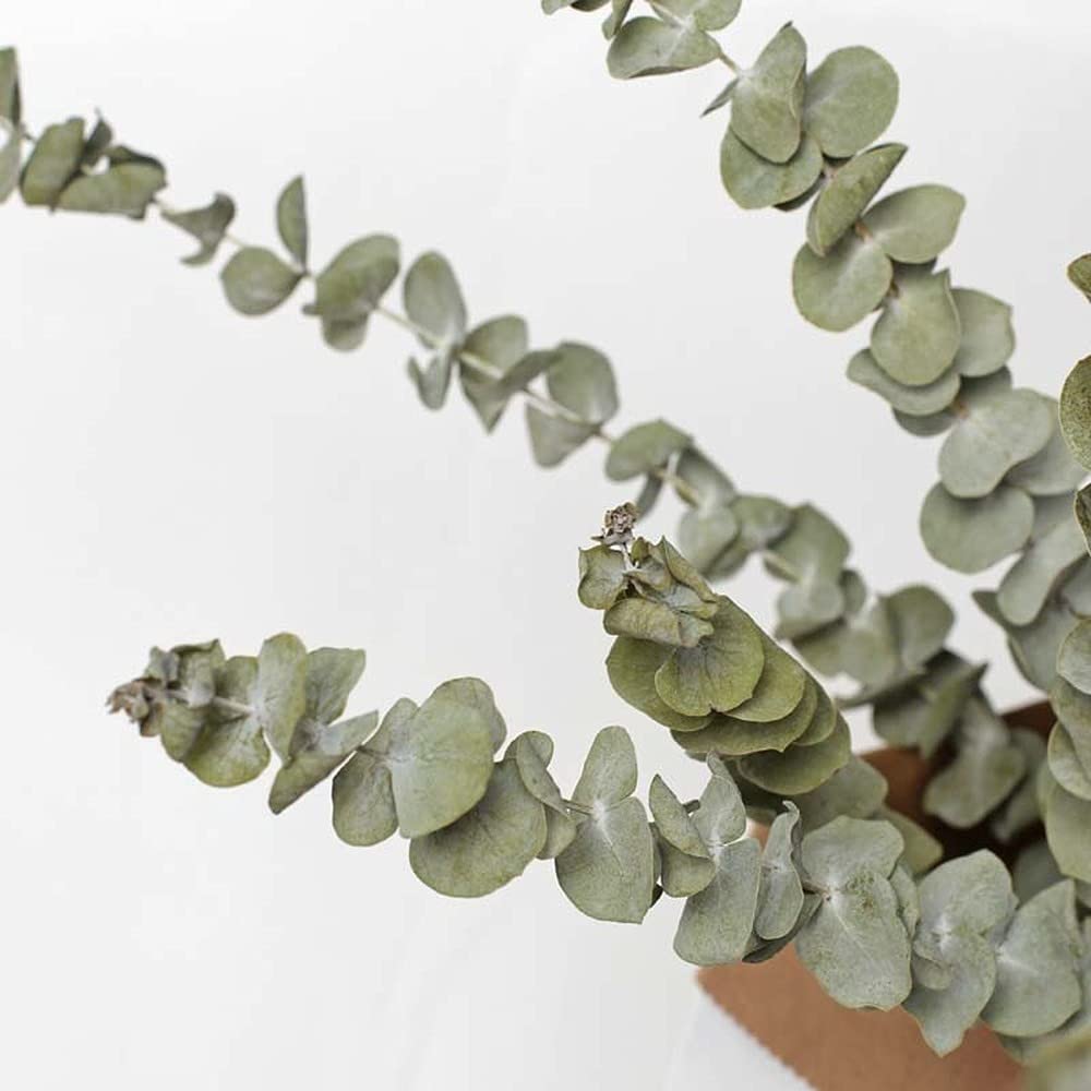 Branches d'eucalyptus séchées, 10 pièces, Feuilles d'eucalyptus Naturelles, Bricolage, Bouquet de Fleurs de mariée for Mariage