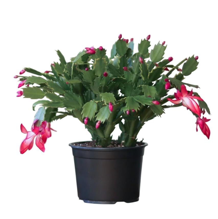Planta Viva de Cactus de Navidad Ideal para Regalo y Decoración Festiva