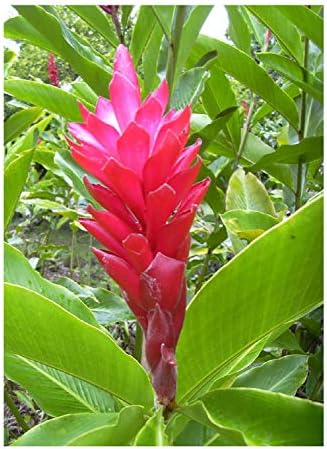 Red Ginger Alpinia Purpurata Zingiber Galgant Ginger Plant 5 10 Cm Amazon Co Uk Garden Outdoors