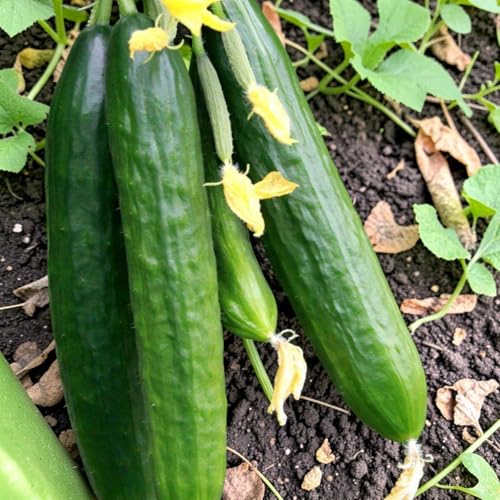 Carbeth Plants Cucumber Plant in 1L Pot - Fresh Salad Cucumber Plants - Ideal for Greenhouse Polytunnel & Outdoor Growing (Burpless Tasty Green 1)