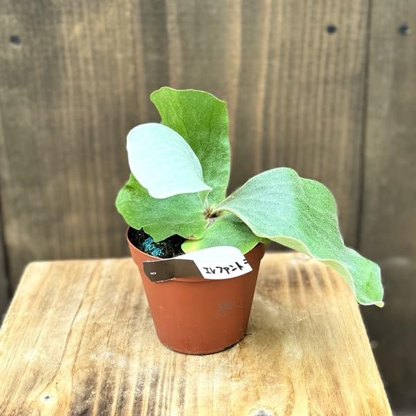 Amazon｜おしゃれ 観葉植物：ビカクシダ コウモリラン