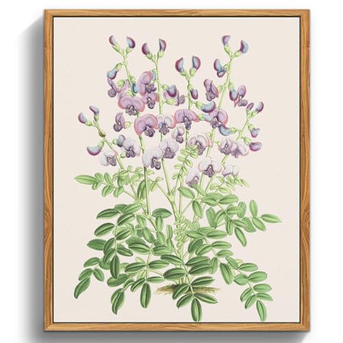 MHARTK66 Cuadros Decoracion Dormitorios con Marco Madera, 20x25 cm Vintage Planta Lienzos Decorativos Pared Salon, Cuadros Pequeños Decoracion Pared Swainsona Lessertiaefolia, Wall Art Comedor Baño