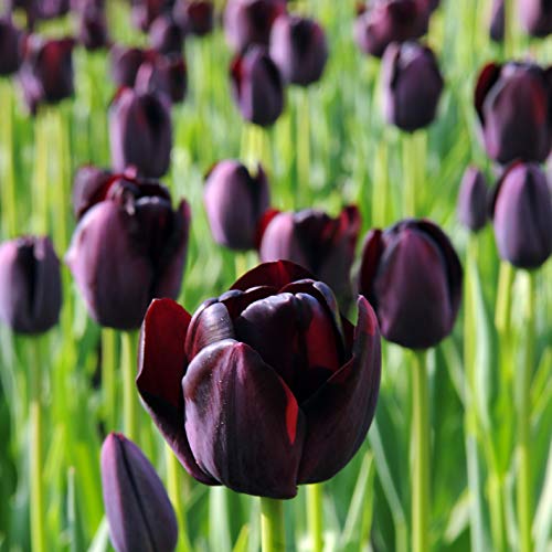 10 bulbi tulipani neri tulipa queen of night kapiteyn