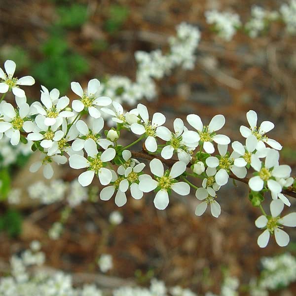 Spring Piere - Spiraea thunbergii 40-60 C -