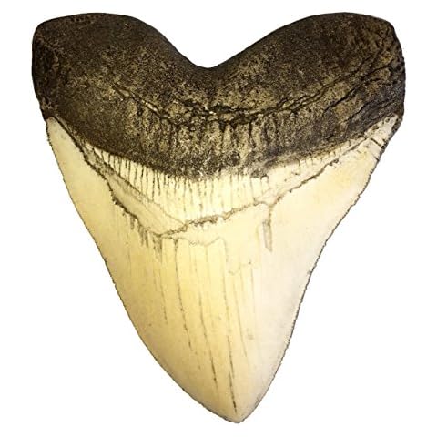 goldnuggetminer 5.5 Inch Ivory Megalodon Tooth Replica with Serrations Resin Replica - Shark Tooth Cover