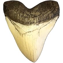 goldnuggetminer 5.5 Inch Ivory Megalodon Tooth Replica with Serrations Resin Replica - Shark Tooth