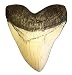 goldnuggetminer 5.5 Inch Ivory Megalodon Tooth Replica with Serrations Resin Replica - Shark Tooth