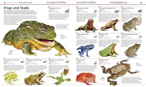 Animal! (DK Knowledge Encyclopedias) - Image 5