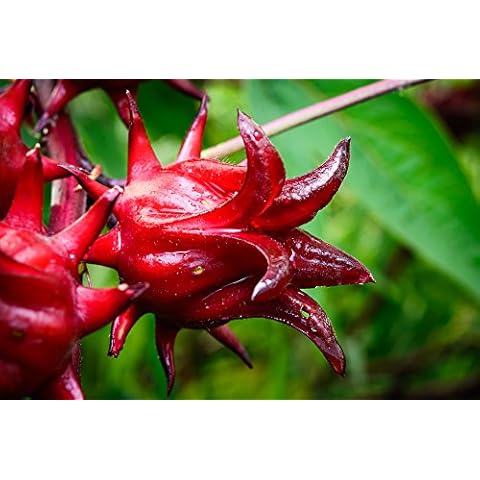 Hibiscus sabdariffa Seeds, Roselle Seeds - Decorative & Great for Tea Making Cover