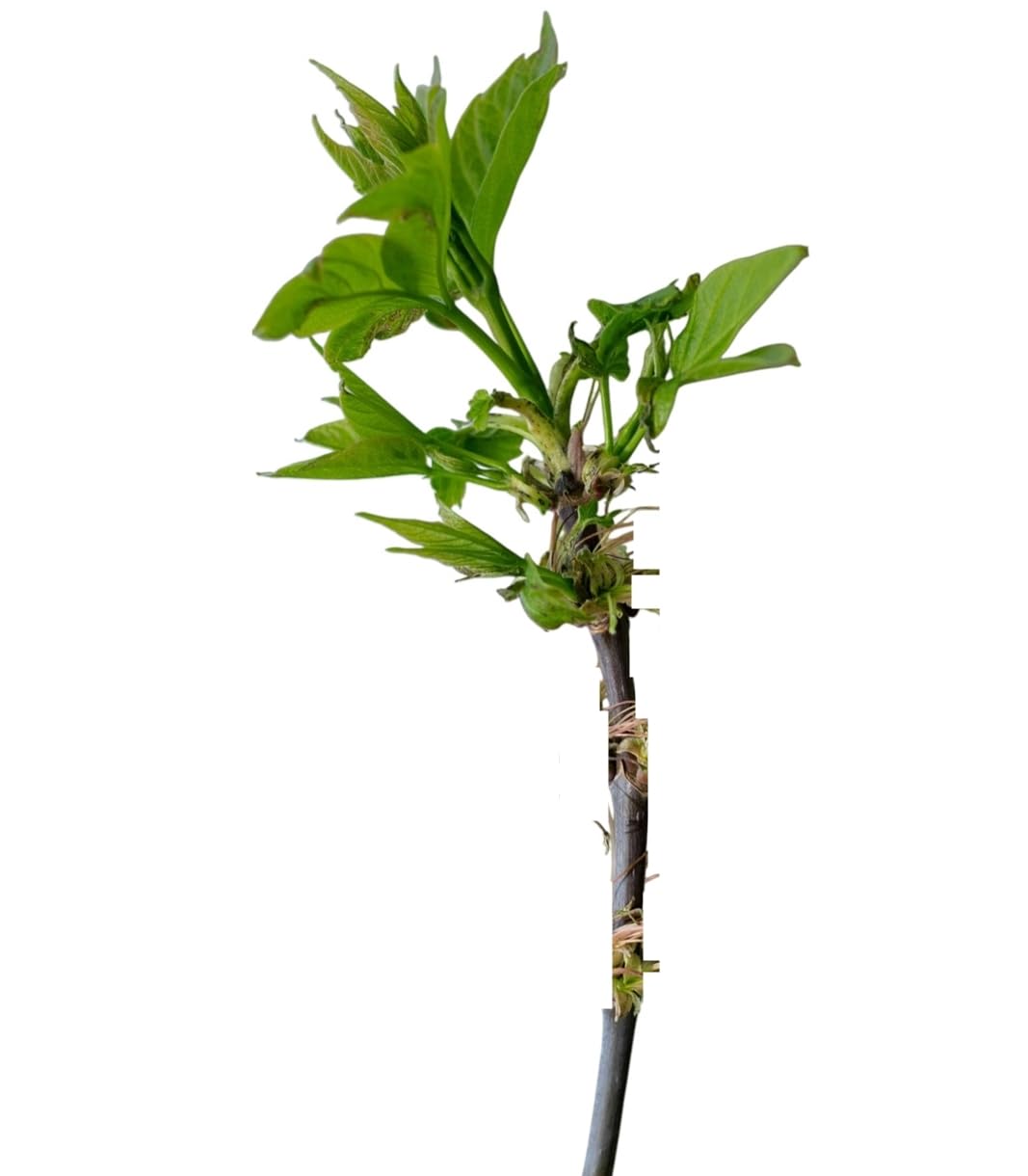 3 Plantas natural Acer Negundo 20-30 cm. Arce Rápido crecimiento, buena sombra, resistente a sequía y suelos pobres, ideal para ornato urbano y rural.