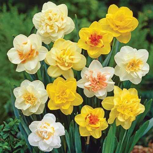 Sfuso Narciso bulbi,Piante perenni,Narciso pianta vera,resistenti al freddo,Tagliare,Facile da curare(non artificiali)-10 bulbi-I