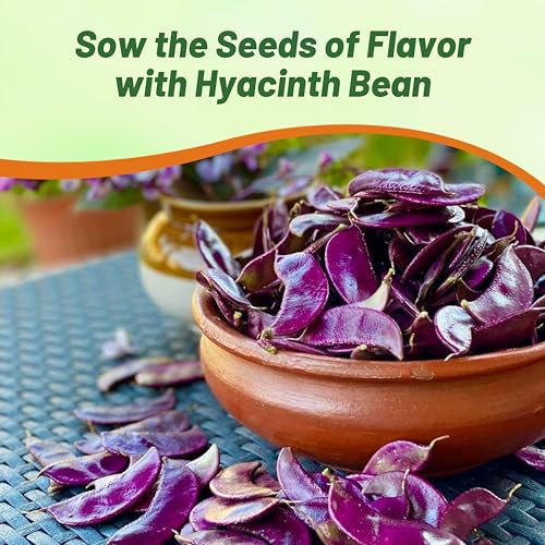 Image of Outsidepride Red Lablab Hyacinth Bean Vine Seeds - 200 Pcs Perennial, Fast Growing Vegetable Seeds for Planting with Fragrant Foliage for Garden & Edible Flower and Pods for Culinary Uses (Pack of 3)