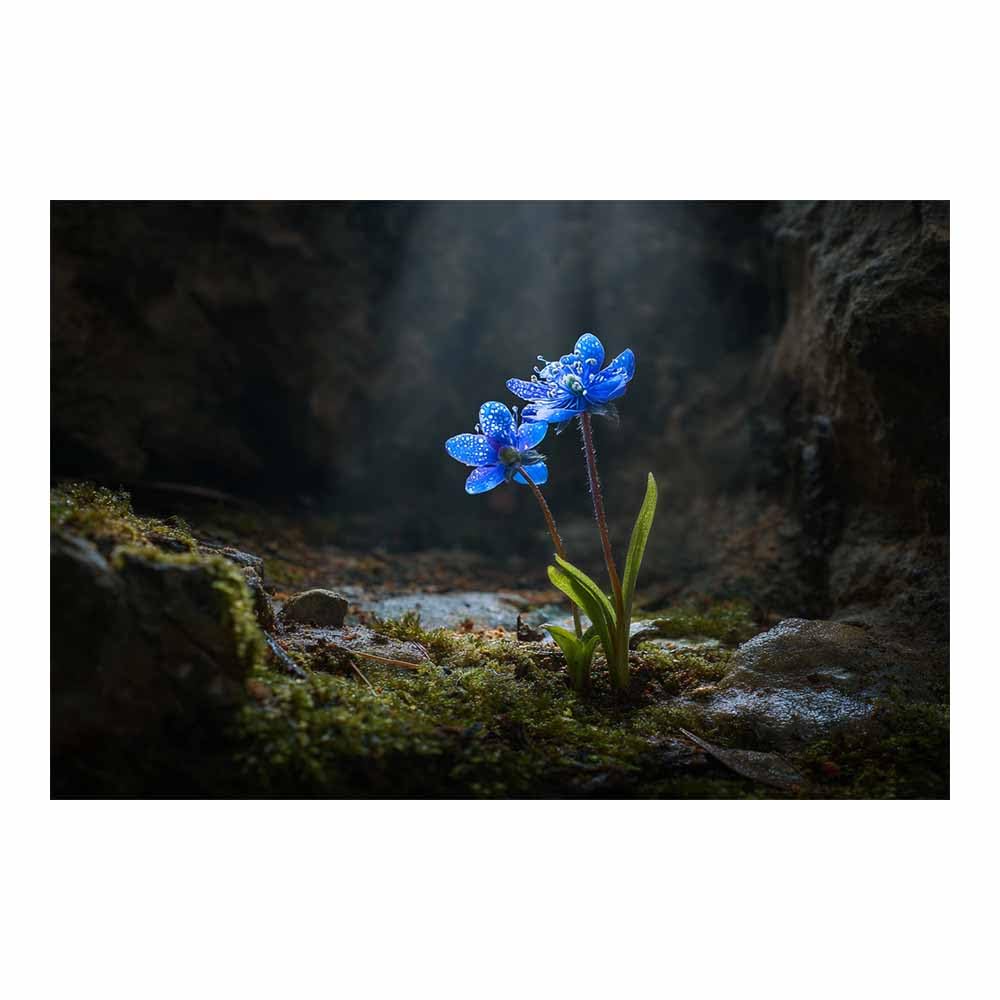 ZAMAEIU Forest Landscape Painting Blue Starflowers Canvas Artwork posters & prints Suitable for Living Room Bathroom Bedroom Home Wall Decoration(blue)-80x120cm Unframed