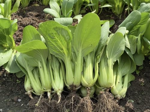 3000+ Premium Bok Choy Seeds Ci Tha Pak Choi Chinese Cabbage Non-GMO Heirloom 99% Germination Rate Easy to Grow Vegetable Seeds for Home Garden & Backyard Planting