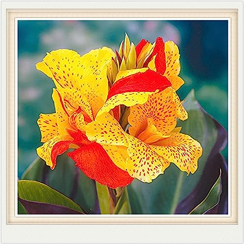 Indisches Blumenrohr Samen Die 15 besten Produkte im Vergleich