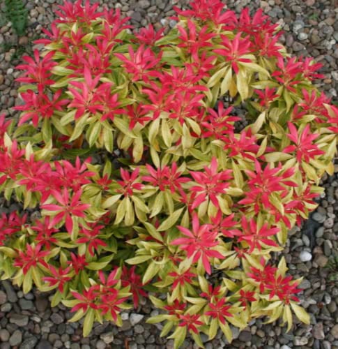 Pieris Japonica Forest Flame-Hardy Evergreen Shrub-Colourful Leaves and Cream Blooms, Ideal for Shady Borders