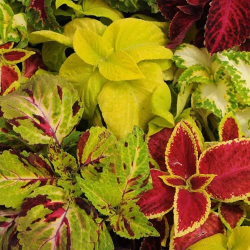 Rainbow Mix Coleus Seeds 500 Mg—Colorful Shade-Loving Foliage for Indoors & Outdoors—Heirloom, Non-GMO, Easy to Grow—Great for Pots, Borders, Containers & Gardens—100+ Seeds