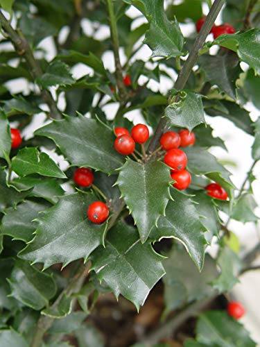 Ilex X Meserveae 'Blue Princess' (Blue Holly) Evergreen, #3 - Size Container #TOP3