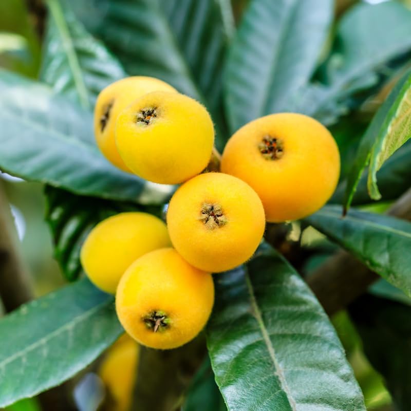 Live Loquat Tree Plant 2-3 Feet Tall, Tropical Fruit Tree for Garden Planting, Outdoor Loquat Plant for Backyard Orchard, Patio Pots or Landscape Growing, No Ship to CA