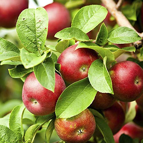 Mphmi Plants Apple Red plant live (Grafted) - Fruit Plants & Tree Outdoor Living Indoor Plants (B0918WG86F) Amazon Price History, Amazon Price Tracker