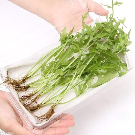 Amazon 送料安 国産 ウォータースプライト 3株 ライトグリーンの葉が美しいスプライト イイ水草市場 生体水草 通販 Amazon 送料安 国産 ウォータースプライト 3株 ライトグリーンの葉が美しいスプライト イイ水草市場 生体水草 通販