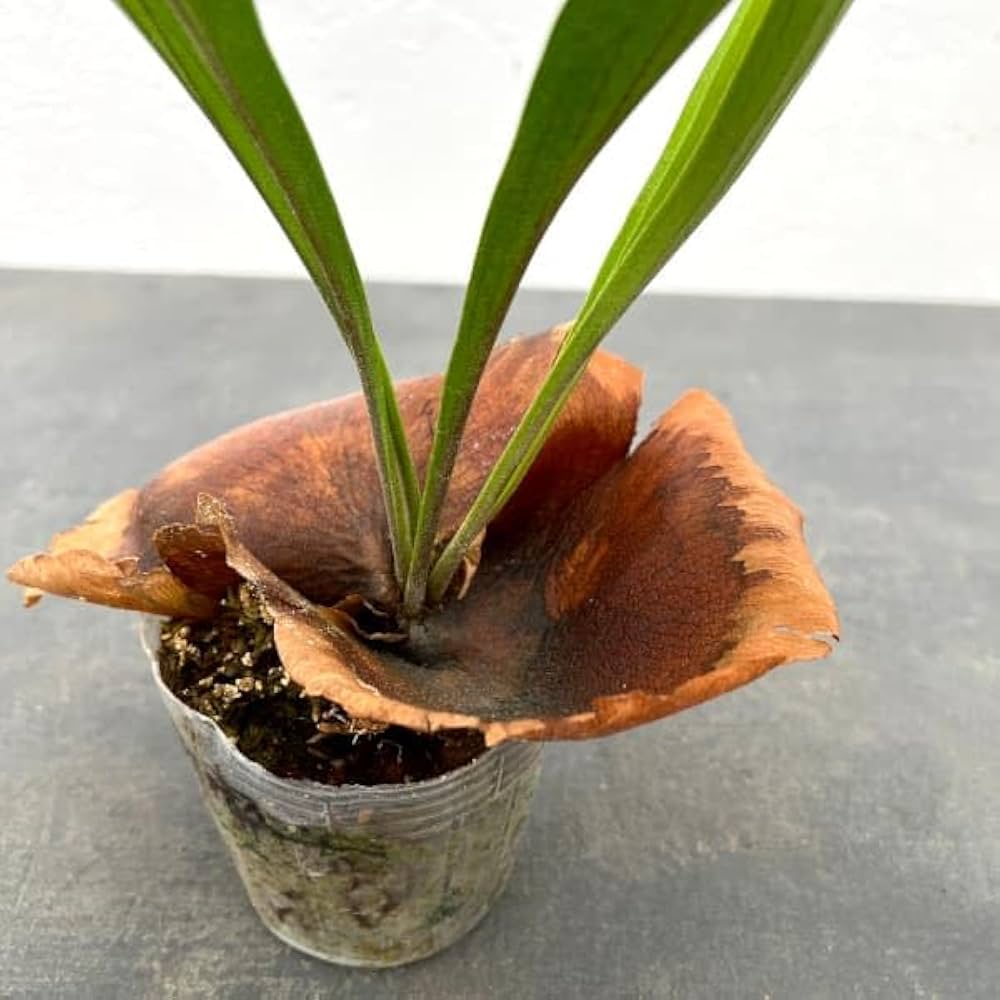 観葉植物】 ◉ビカクシダ 3点苗セット 観葉植物】 ◉ビカクシダ 3点苗セット