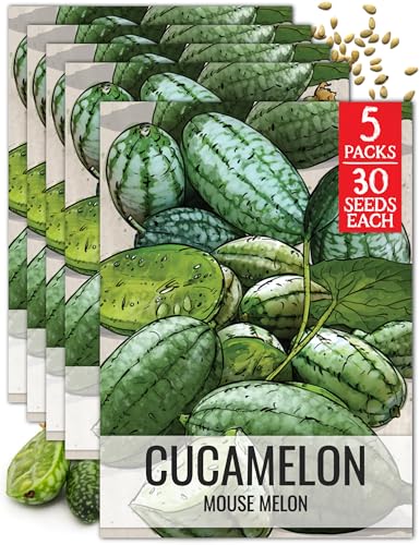Seed Needs Cucamelon Seeds for Planting Mexican Sour Gherkin Miniature Mouse Melons - Non-GMO Heirloom & Untreated - Grow a Home Grown Indoor Outdoor Vegetable Garden (5 Packs)
