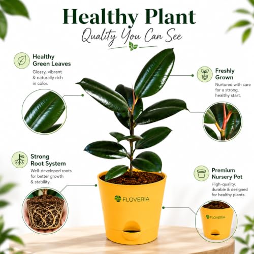 Image of Rubber Plant Indoor Live Plant with Pot | Natural Air Purifying House Plant | Low Maintenance Indoor Plant for Home & Office | Decorative Ficus Elastica Live Plant for Living Room