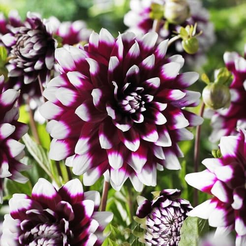 1 x Dahlia Decorative Mystery Day – Dramatic Purple Blooms with White Tips – Summer Flowering Bulb – Perennials – for Your Beautiful Garden