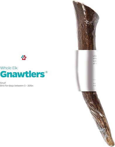 Gnawtlers - Cornamenta de alce de primera calidad para perros, cuernos desprendidos naturalmente, para masticar, especialmente seleccionada de las