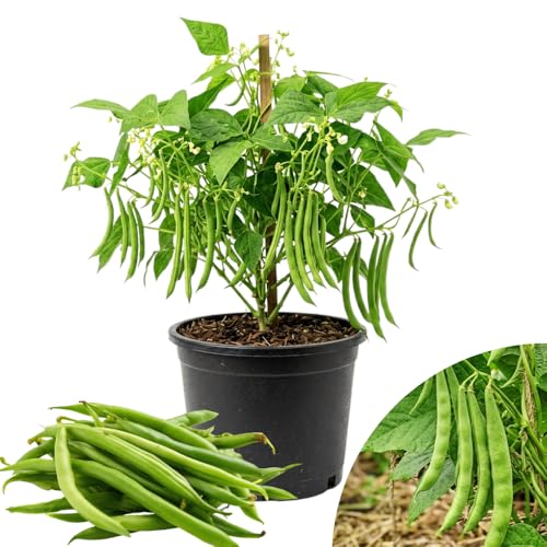 Green Bean Plants Live for Planting, Bean Live Plants in