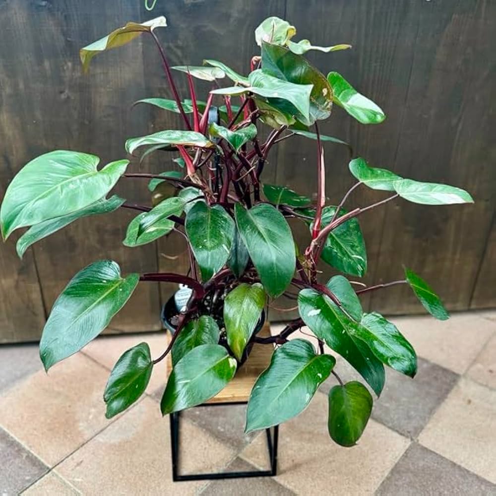 ⭐フィロデンドロン・ピンクプリンセス⭐ フィロデンドロン ピンクプリンセス 大株美麗斑('Philodendron