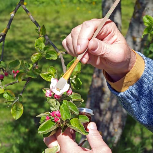 Toddmomy 8 Teiliges BestäUbungspinsel FüR Pflanzen: Besportble BestäUbungspinsel FüR Obst Und GemüSeanbau Pflanzen Effektive BlüTenbestäUbung
