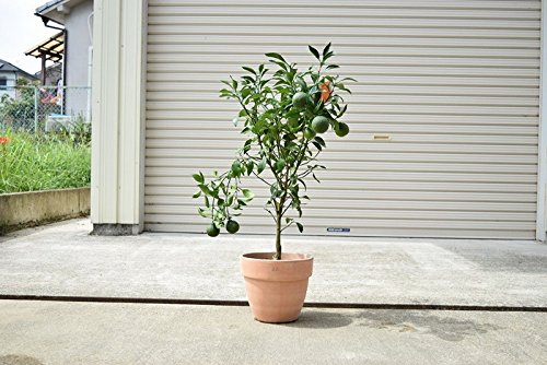 Amazon.co.jp: でこぽん鉢植え デコポン : DIY・工具・ガーデン