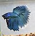 Halfmoon Betta - Male - Live Aquarium Tropical Fish