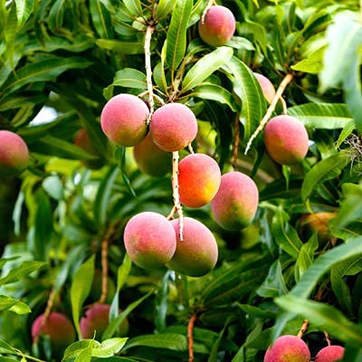 Mphmi Mango Pairi, Aam Pairi (Grafted) - Plant (B08T6J1SCC) Amazon Price History, Amazon Price Tracker