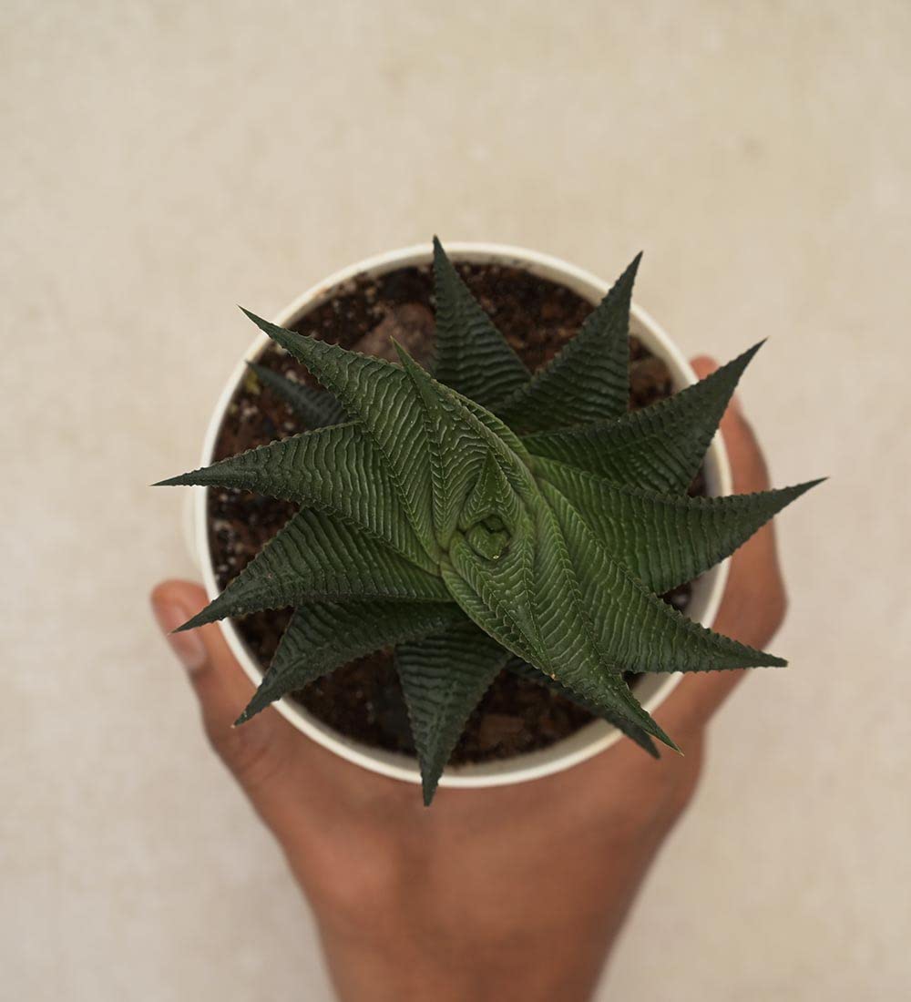 Ugaoo Aloe Vera Star Natural Live Plant with Self Watering Pot (B078H4TMGV) Amazon Price History, Amazon Price Tracker